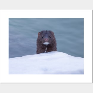 Mink along the waters edge Posters and Art